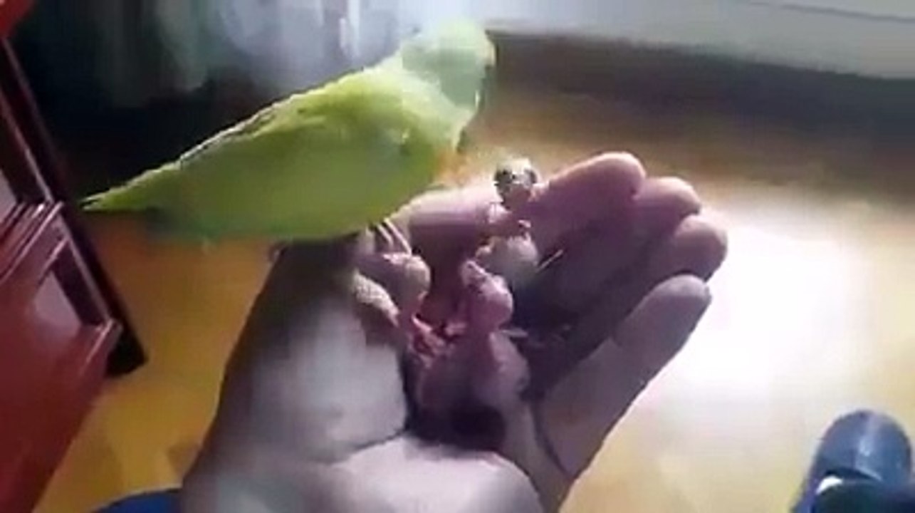 CUTE BIRDS FOREVER