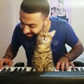 Ce chat adore quand son maitre joue du piano... Adorable!