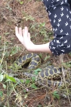 Le courage de cette policière qui attrape un anaconda à mains nues!