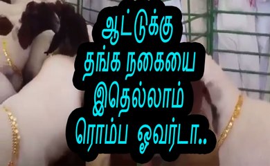 ஆட்டுக்கு தங்க நகையை  இதெல்லாம்  ரொம்ப ஓவர்டா | mutton  | mutton biriyani | how to cook mutton