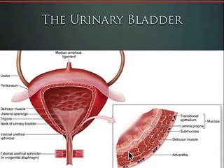 AIMMS LIBRARY 21 Kidney-and-Bladder