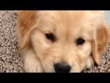 Golden Retriever Puppy Has the Time of His Life