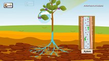 Photosynthesis | Photosynthesis in plants | Photosynthesis - Biology basics for children | elearnin