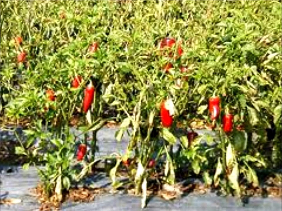 The Health Benefits of Cayenne Pepper.Stop Heart Attacks, lower Blood Pressure,cholesterol.