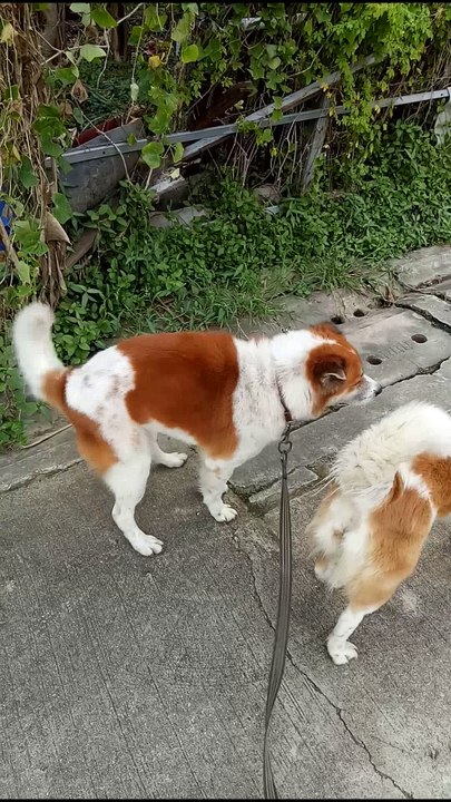 Twerking Dog