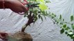 How to Bougainvillea Bonsai Wiring // Mammal Bonsai