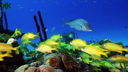 Balıkların burnu var mıdır? (Çocuk Belgeseli)