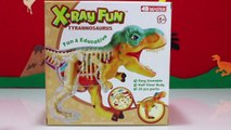 X Ray Tyrannosaurus Rex DINOSAUR Anatomy Model with T-Rex Baby