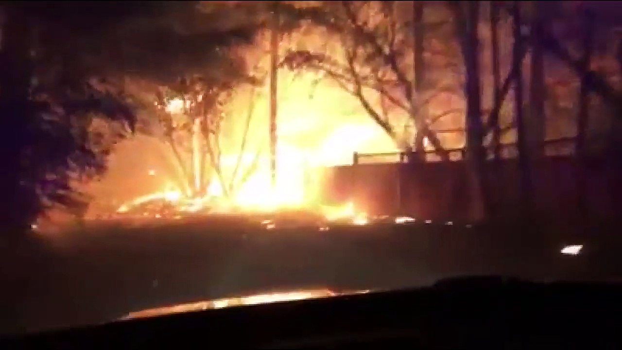 Cão pastor ficou no incêndio para guardar o rebanho... Quando o dono o encontrou... Não queria acreditar!