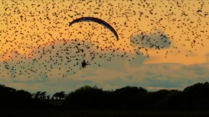 Ce champion de parapente a réalisé son rêve : voler au milieu des étourneaux dans le ciel danois