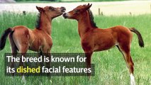 Des chevaux rendus difformes par des éleveurs pour satisfaire des critères de 'beauté'