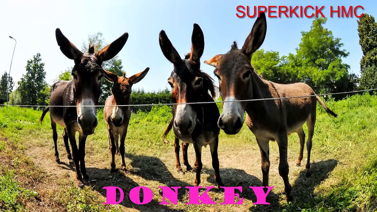 Learn Farm Animals Names and Sounds With Cartoon for kids - Farm Animals In Real Life for Children