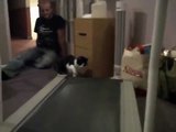 Er stellte eine Kamera auf, um die Reaktion seiner Katzen aufzunehmen, aber als er sie einschaltet, das ist sooo lustig!