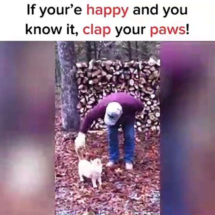 Er fängt an zu singen „wenn du glücklich bist, dann klatsche in deine Pfoten ...", aber schau mal, wie die Katze reagier