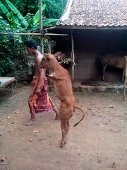 Bezerro nasce sem as patas dianteiras e aprende a andar igual ao ser humano (Ls News)