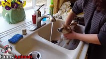 Cute Puppy Shower- Puppy's First Bath! Too Cute