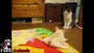 French Bulldog loves Cat - French Bulldog Vs Cats Videos 2017