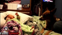Dogs sings to stop baby crying - Dog Loves Babies Videos 2017