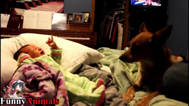 Dogs sings to stop baby crying - Dog Loves Babies Videos 2017