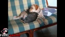 Labrador Playing and Kissing Cat - Dogs and Cats Loving Compilation 2017