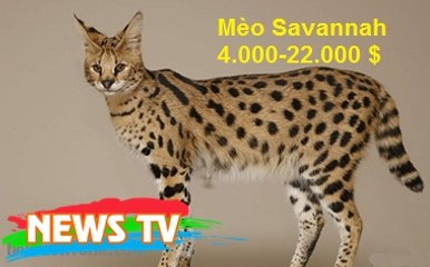 Top 10 loài mèo đắt nhất thế giới