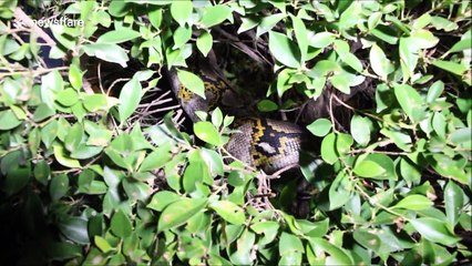 15ft long python caught after hiding in garden hedge
