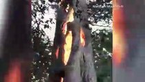 Cet arbre brûle de l'intérieur durant les incendies en Californie