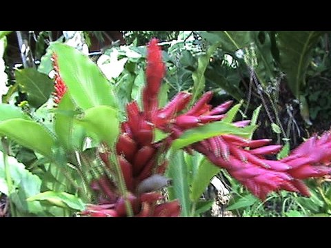 Música Campesina Homenaje a las Madres - El Don de la Vida (Edgar Contreras) - Grupo: Song Parrandero - Jesús Méndez Producciones