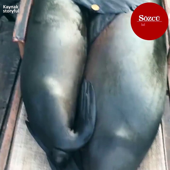 Galapagos'da aşk başkadır