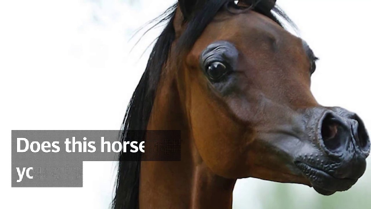 Ces chevaux sont rendus difformes par des éleveurs pour des concours de beauté!