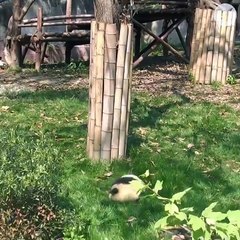 Pandas rolling is the best thing ever