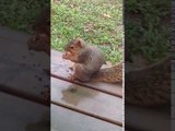 Squirrel Does Not Like Being Called Fat
