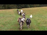 Goats and Their Canine Companions Walk in Beautiful Line Through Farm