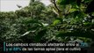 Cambio climático amenaza áreas de cultivo de café