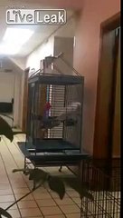 This Cockatoo Has Had A Cock-or-two....