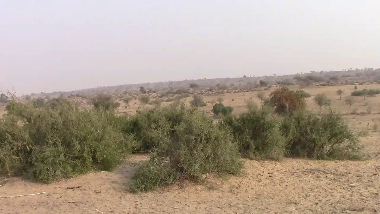 Partridge hunting shooting teetar ka shikar new...