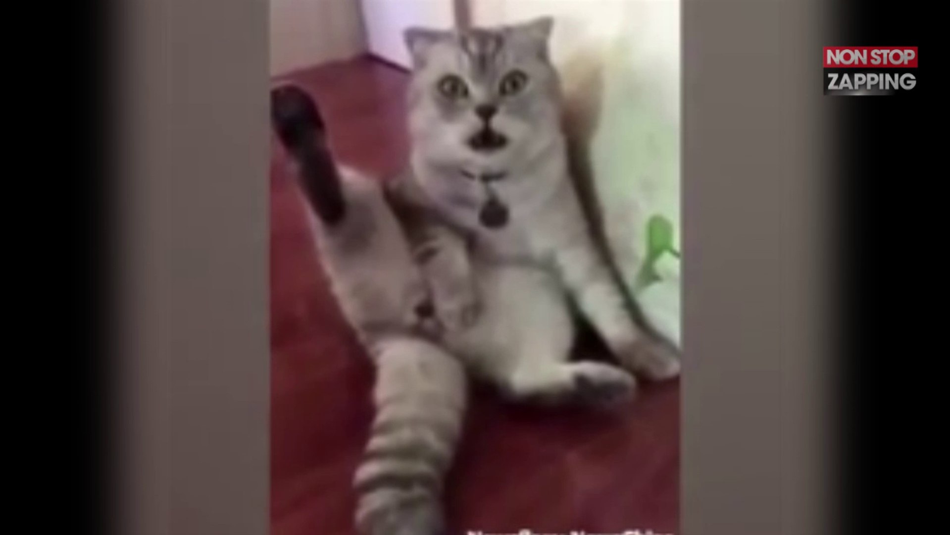 Ce Chat Se Rend Compte Qu Il A Ete Castre Sa Reaction Est Hilarante Video Video Dailymotion