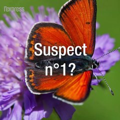 Près de 80% des insectes volants auraient disparu en 30 ans en Europe