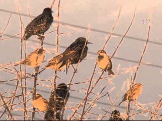 Göç yolundaki sığırcıkların büyülü dansı