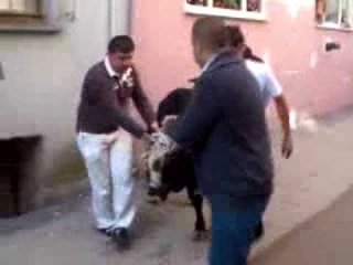 Kaçan boğa, uyuşturucu iğne ile yakalandı