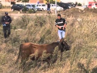 Kaçan boğa 3 saatlik operasyonla yakalandı