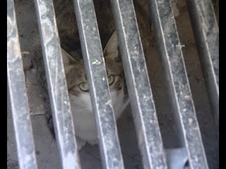 Kanalizasyona sıkışan kedi operasyonla kurtarıldı