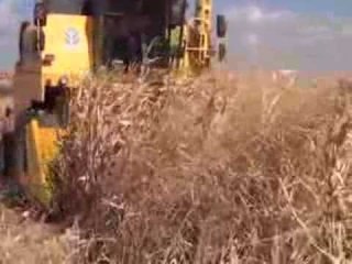 Mısır rekoltesi GAP çiftçisinin yüzünü güldürdü