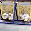 Cute Alaskan Malamute Puppies Playing on Swing