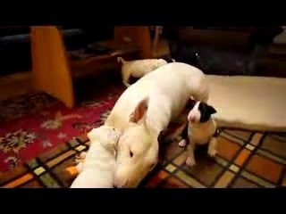 Bullterrier puppies - first games...
