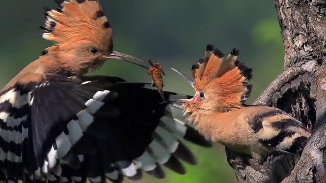 HOOPOE Upupa epops Bird Feeding Their Young in SLOW MOTION