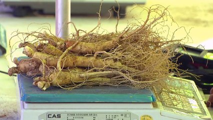 인삼 향기 진동, 음성 인삼 축제 / YTN