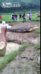 Ils chassent un Crocodile.. qui se rebelle et leur court après !