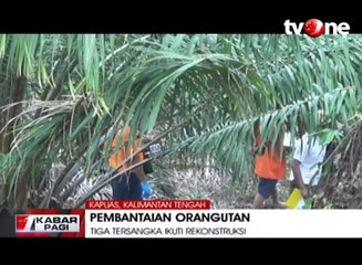 Tersangka Pembantaian Orangutan Jalani Reka Ulang