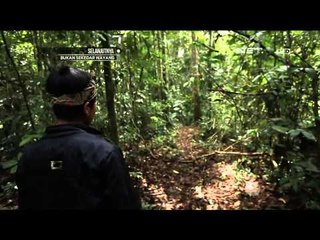 Sekelompok Anak Muda Peduli Kerusakan Hutal - NET17